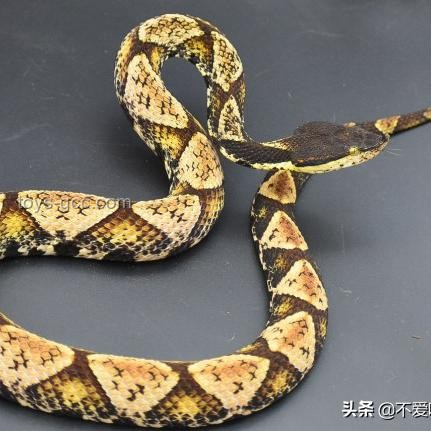 男子被蝮蛇咬伤凸显血清短缺问题
